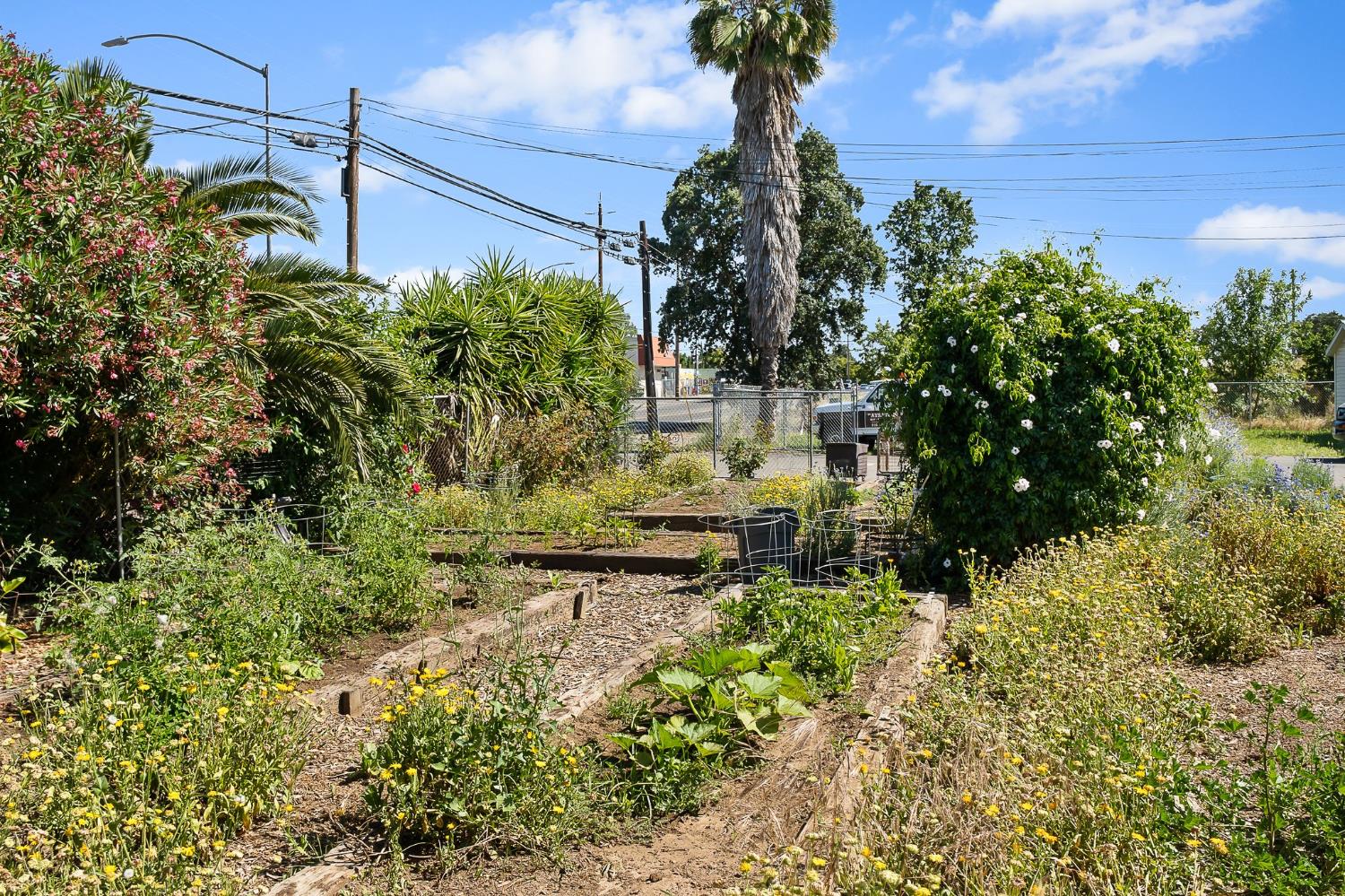 6837 Rio Linda Boulevard Rio Linda, CA 95673 - Photo 20 of 51 a view of a garden