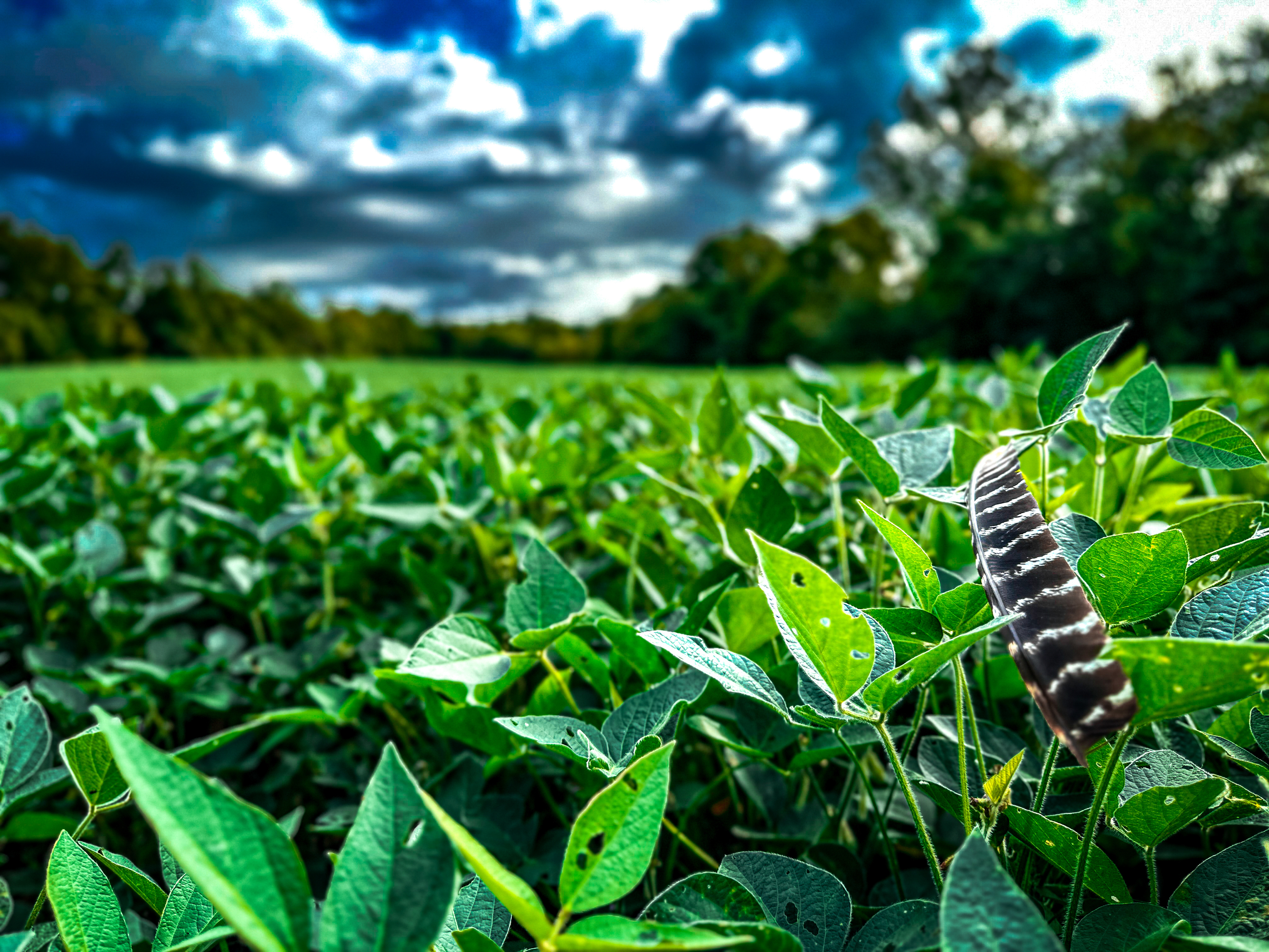 0 Goose Creek Road Freedom, IN 47431 - Photo 15 of 25