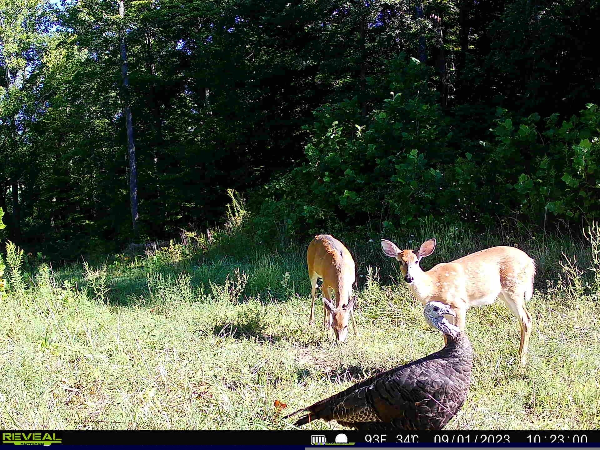 0 Goose Creek Road Freedom, IN 47431 - Photo 21 of 25