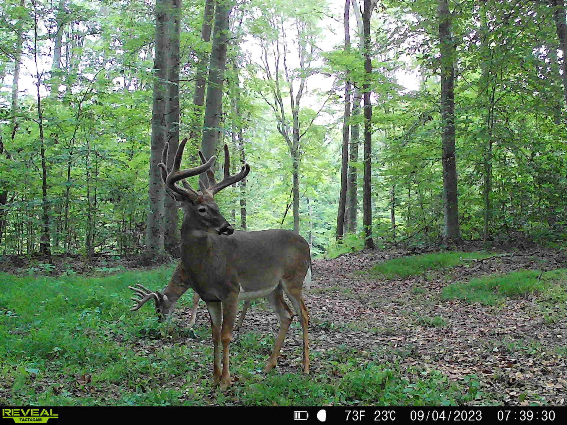 0 Goose Creek Road Freedom, IN 47431 - Photo 22 of 25