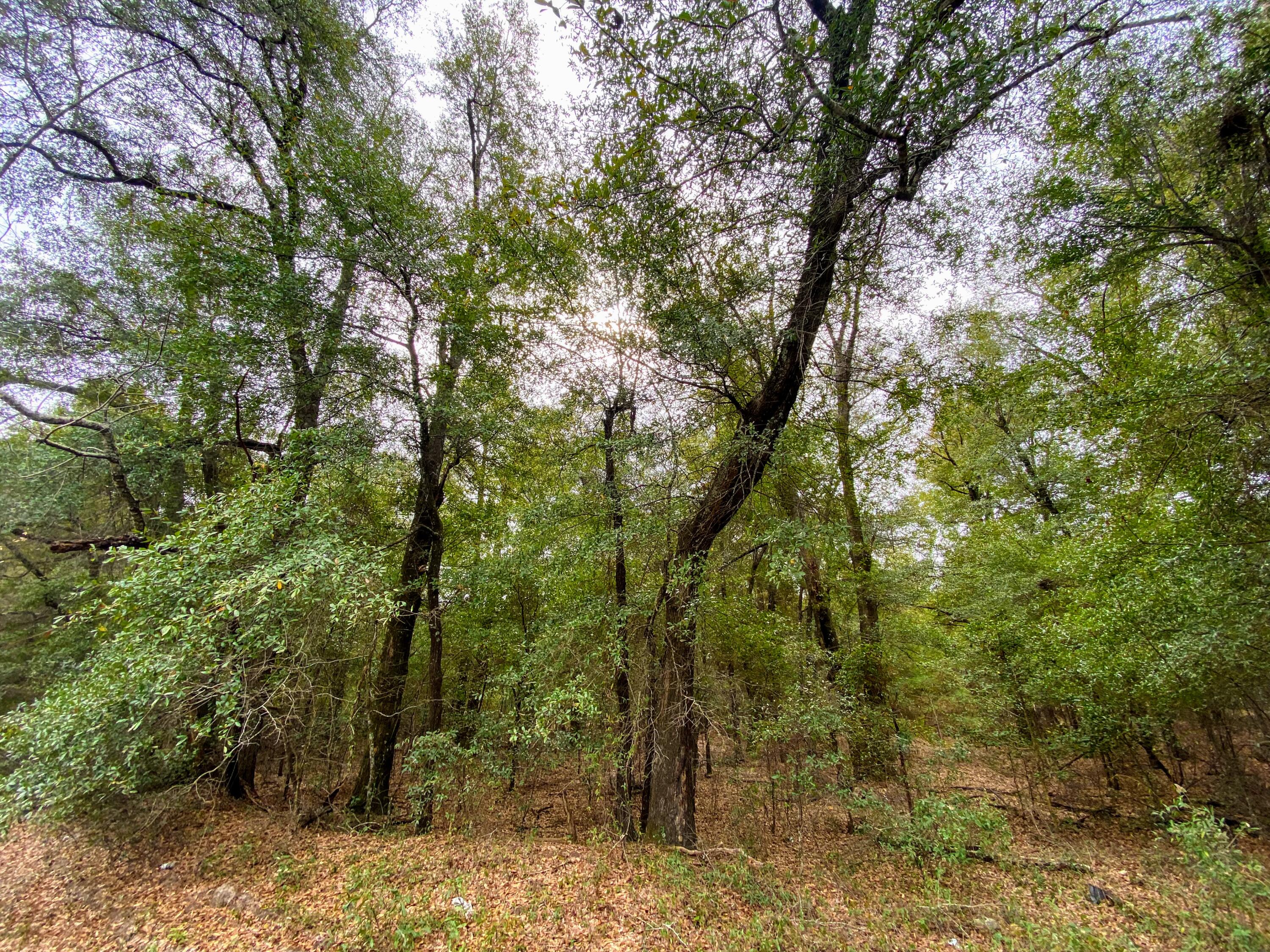 1.97-acres River Road Waynesboro, GA 30830 - Photo 1 of 1 River rd