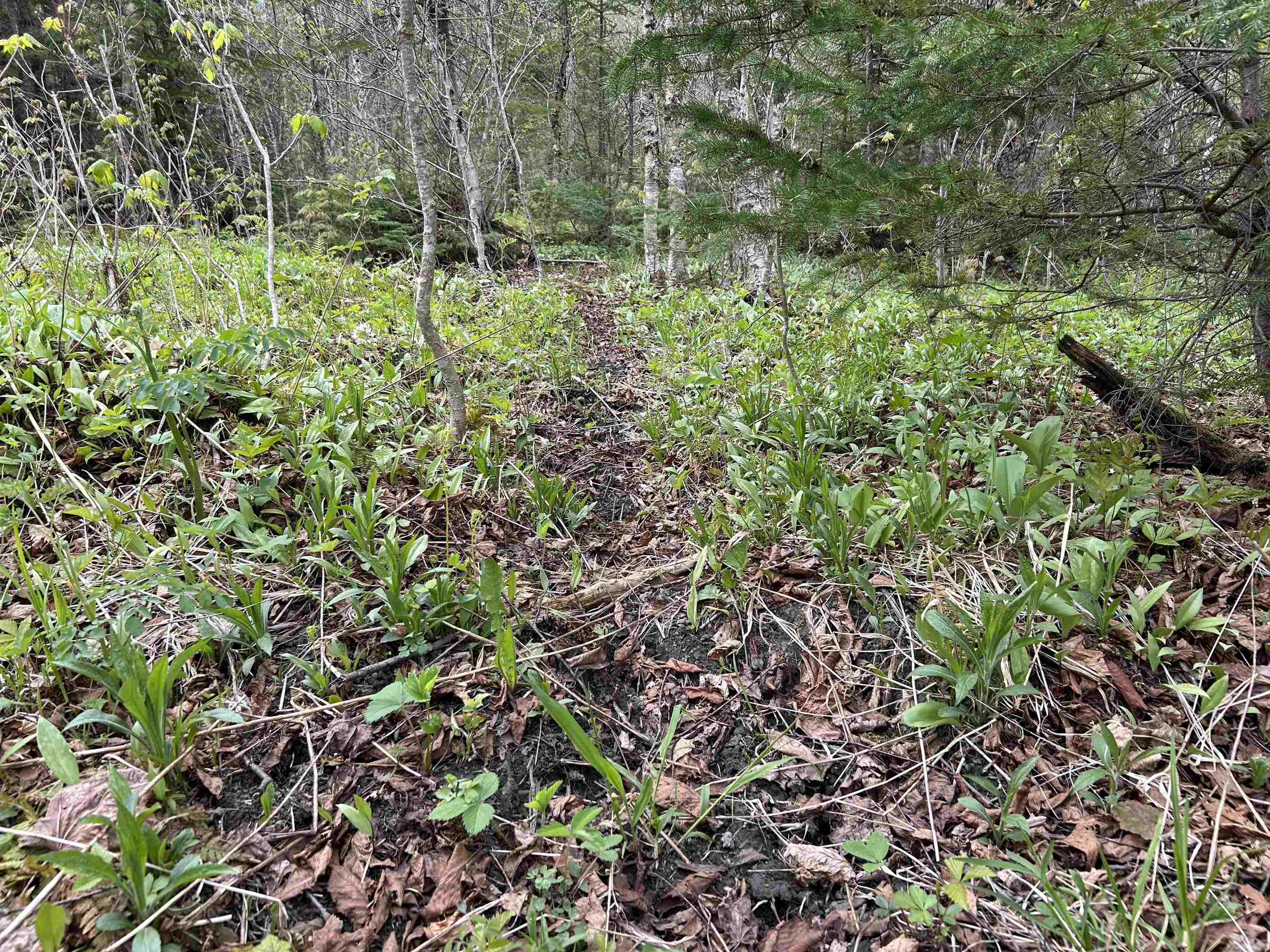 Mapb2-lot16 Dead Water Road Stewartstown, NH 03576 - Photo 11 of 31