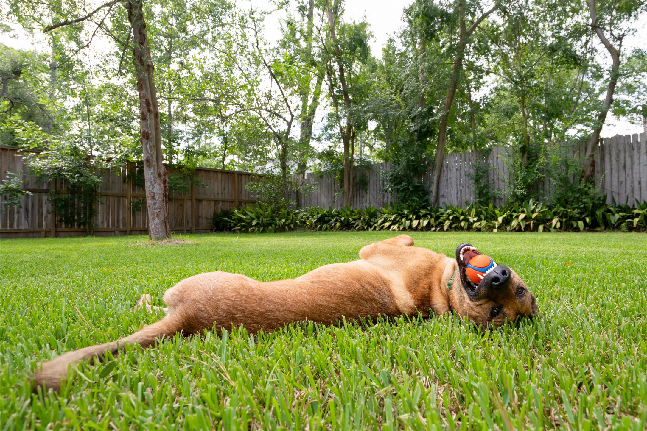 625 Piney Point Road Houston, TX 77024 - Photo 41 of 47 No need to worry—there’s also a spacious yard where both two and four-legged family members can run, play, and unwind. And as you can see, Duke gives it his full approval.