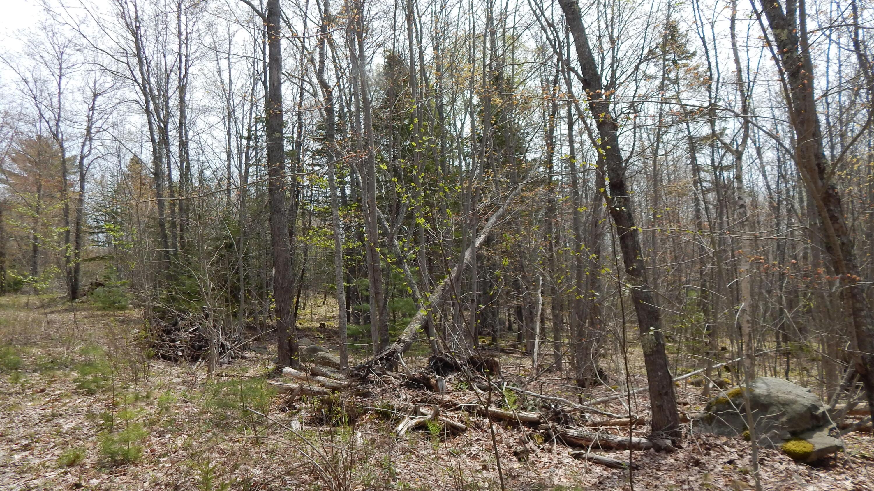 0 Ashville Road Sullivan, ME 04664 - Photo 15 of 42 DSCN7746