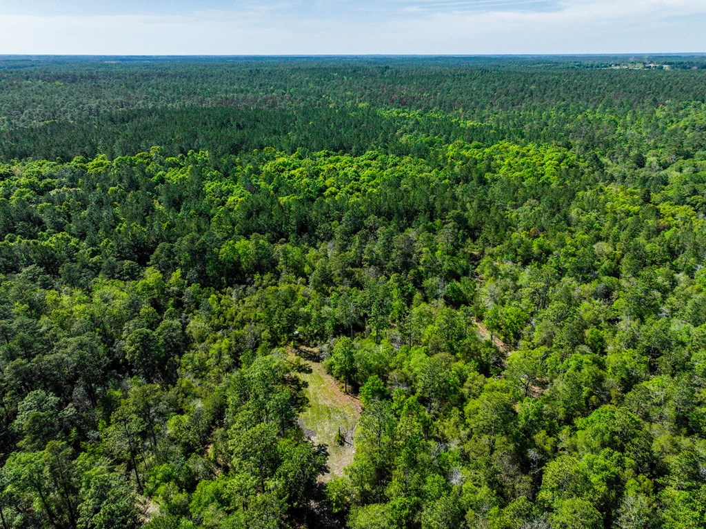 165-acres Harrison Road Kinston, AL 36453 - Photo 18 of 26