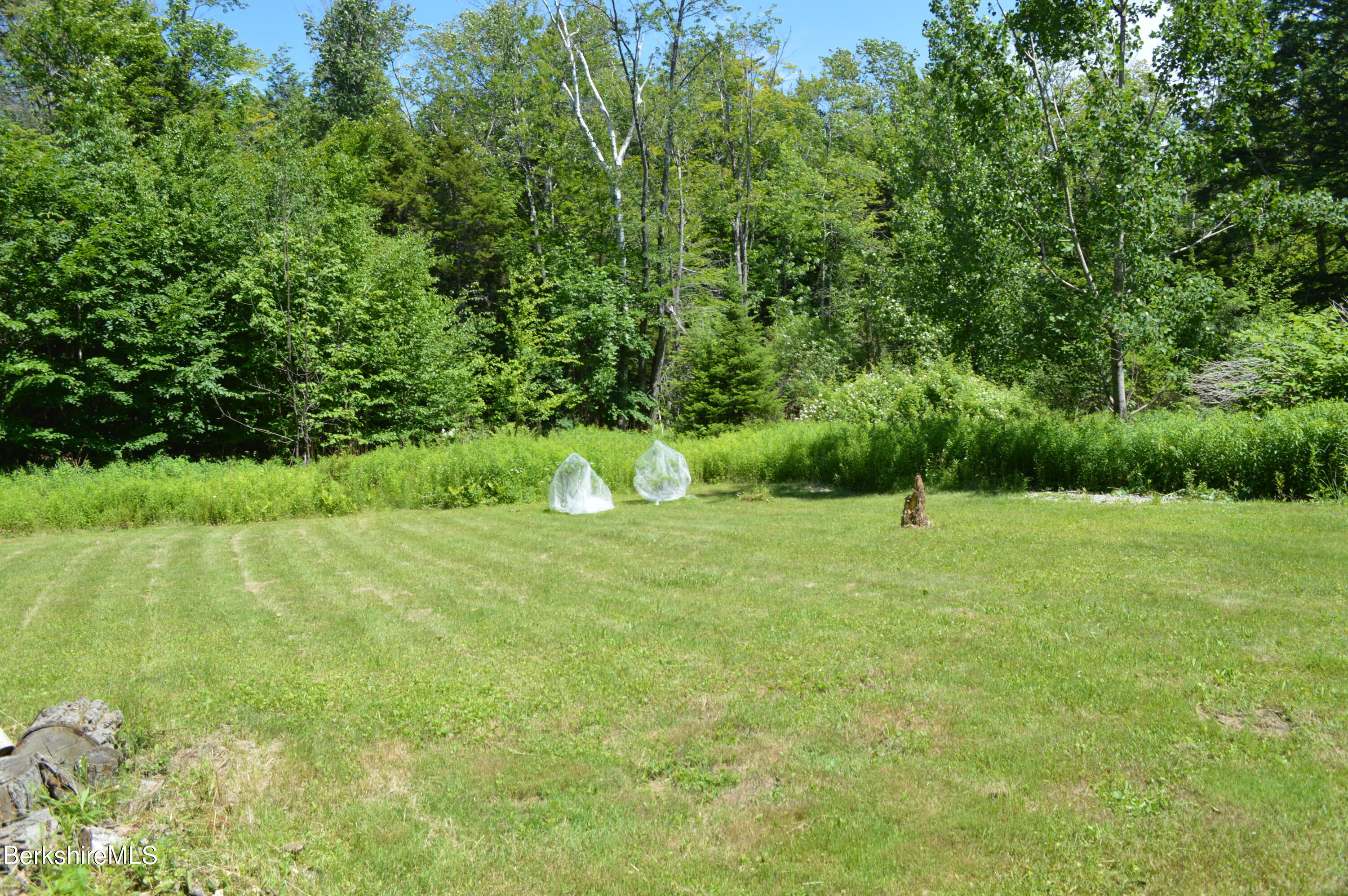 684 Leonhardt Road Becket, MA 01223 - Photo 54 of 56 Blue berries