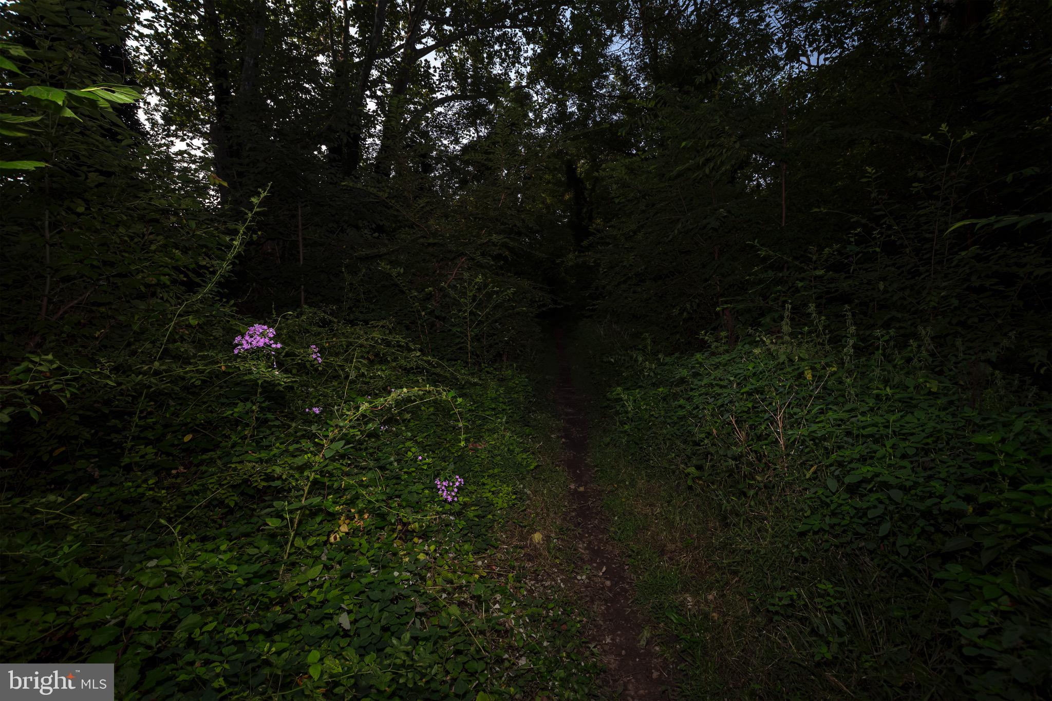 30 Timberline Drive Newark, DE 19711 - Photo 31 of 39 a close up of a tree