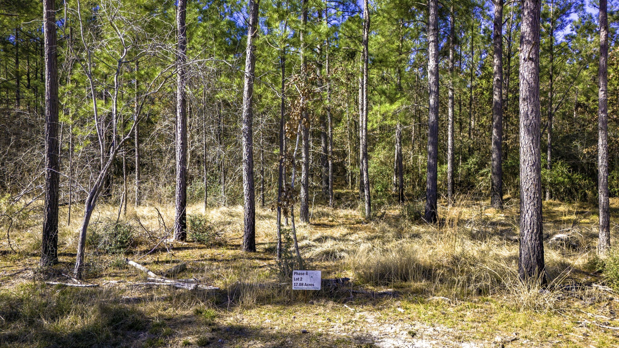 42 Sportsman Retreat Road Onalaska, TX 77360 - Photo 6 of 19 a view of yard