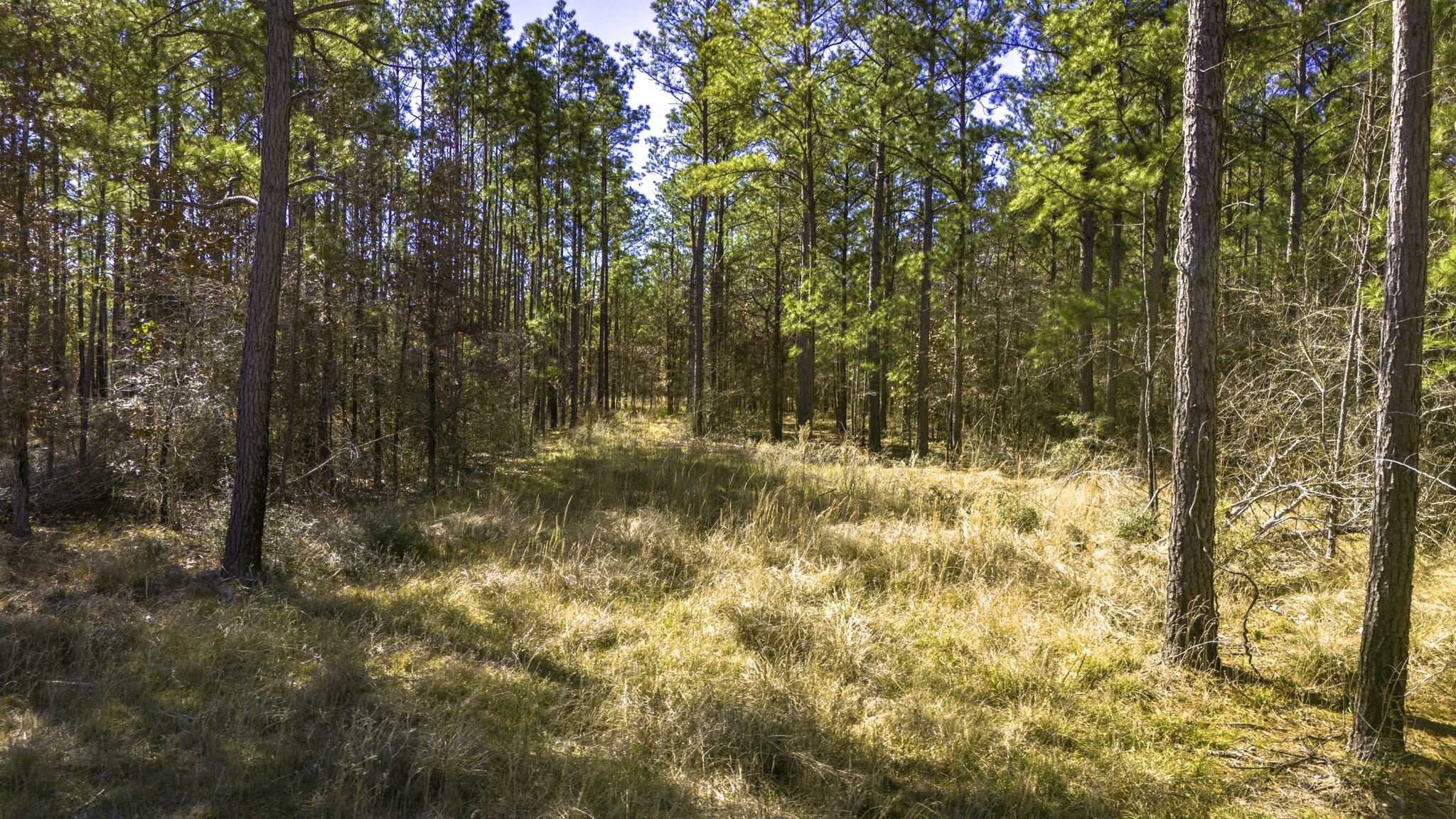42 Sportsman Retreat Road Onalaska, TX 77360 - Photo 7 of 19 a view of large yard