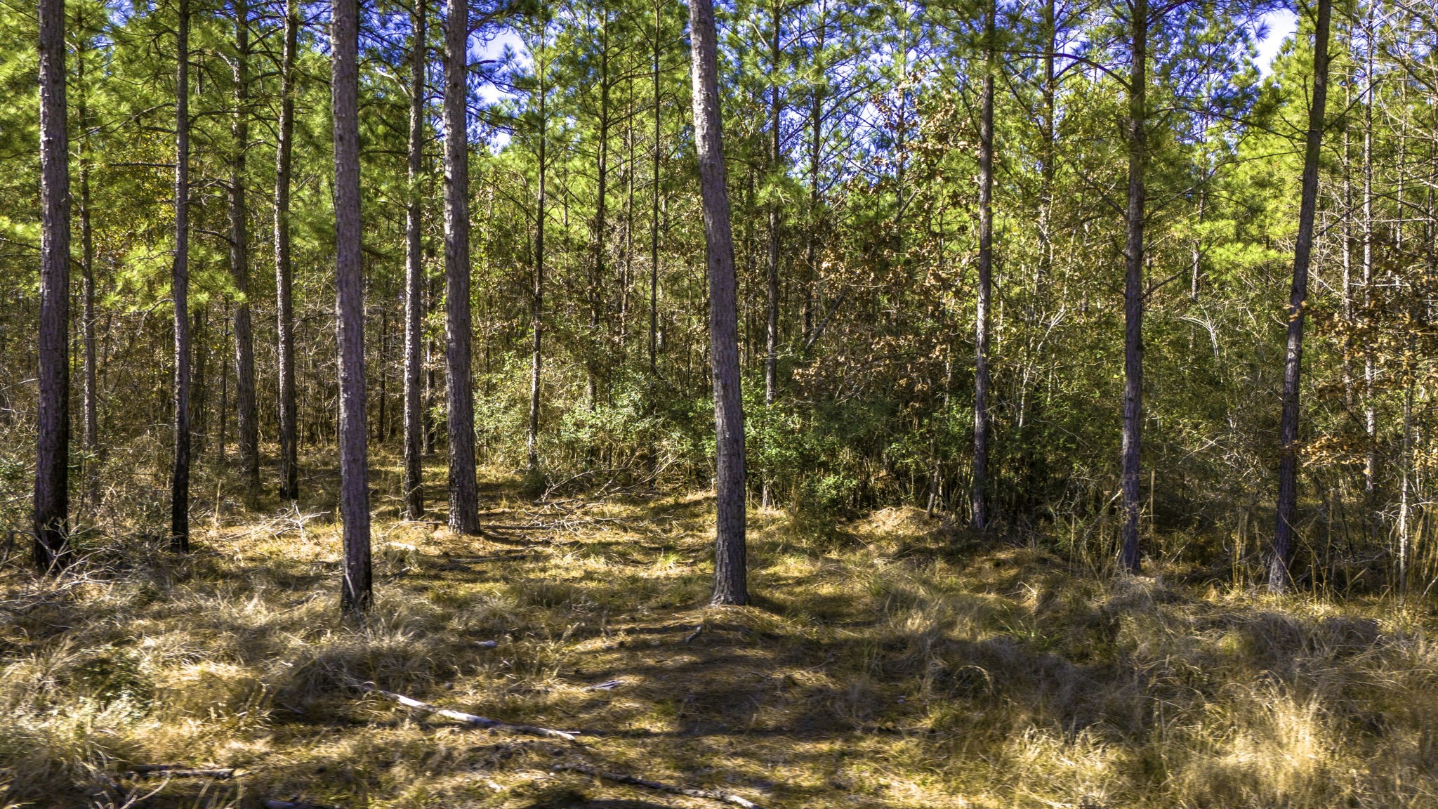 42 Sportsman Retreat Road Onalaska, TX 77360 - Photo 8 of 19 a view of a yard with plants and tree