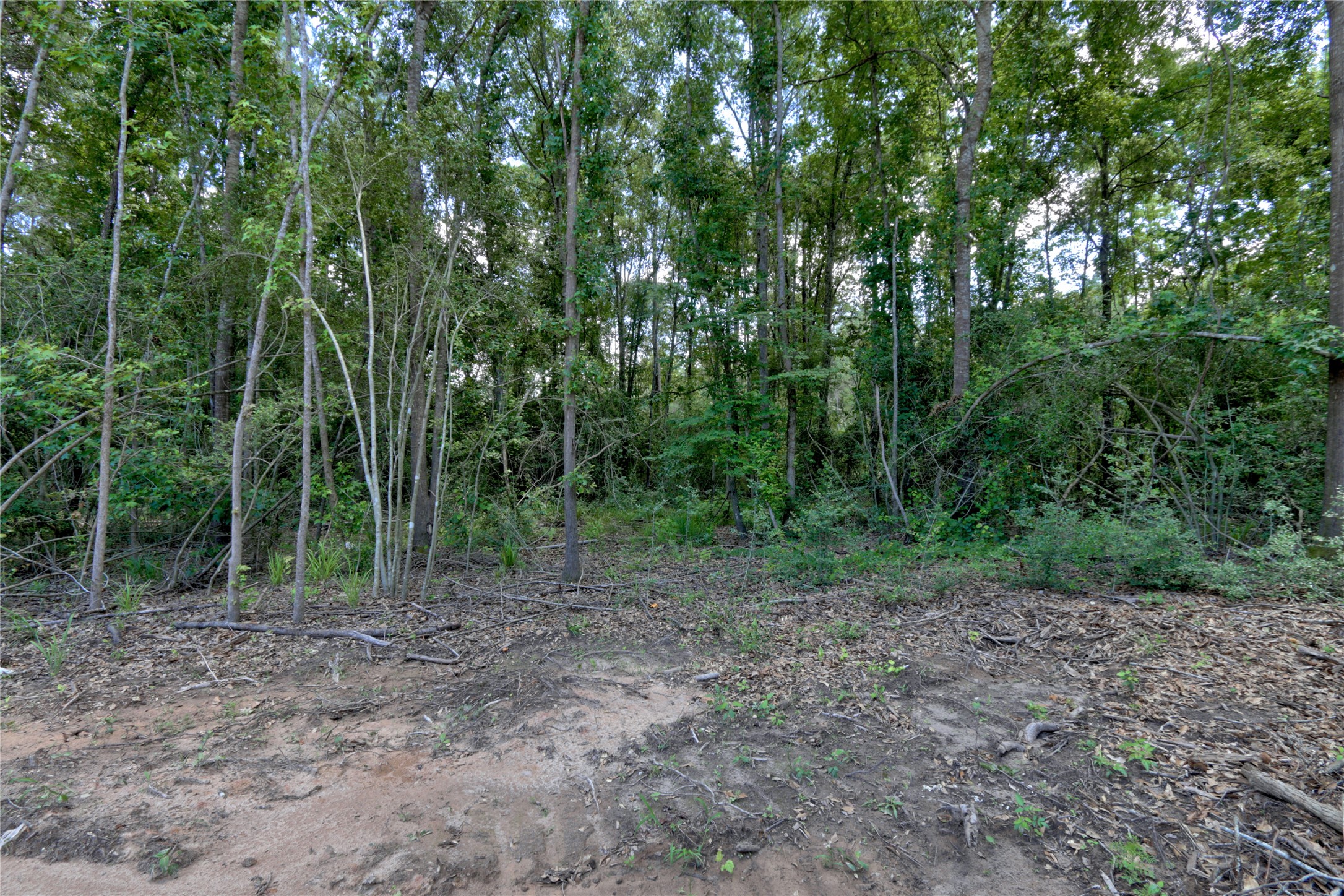 258 Heartland Road New Waverly, TX 77358 - Photo 20 of 27 Ground Shots of Lot with beautiful trees ready for your dream home
