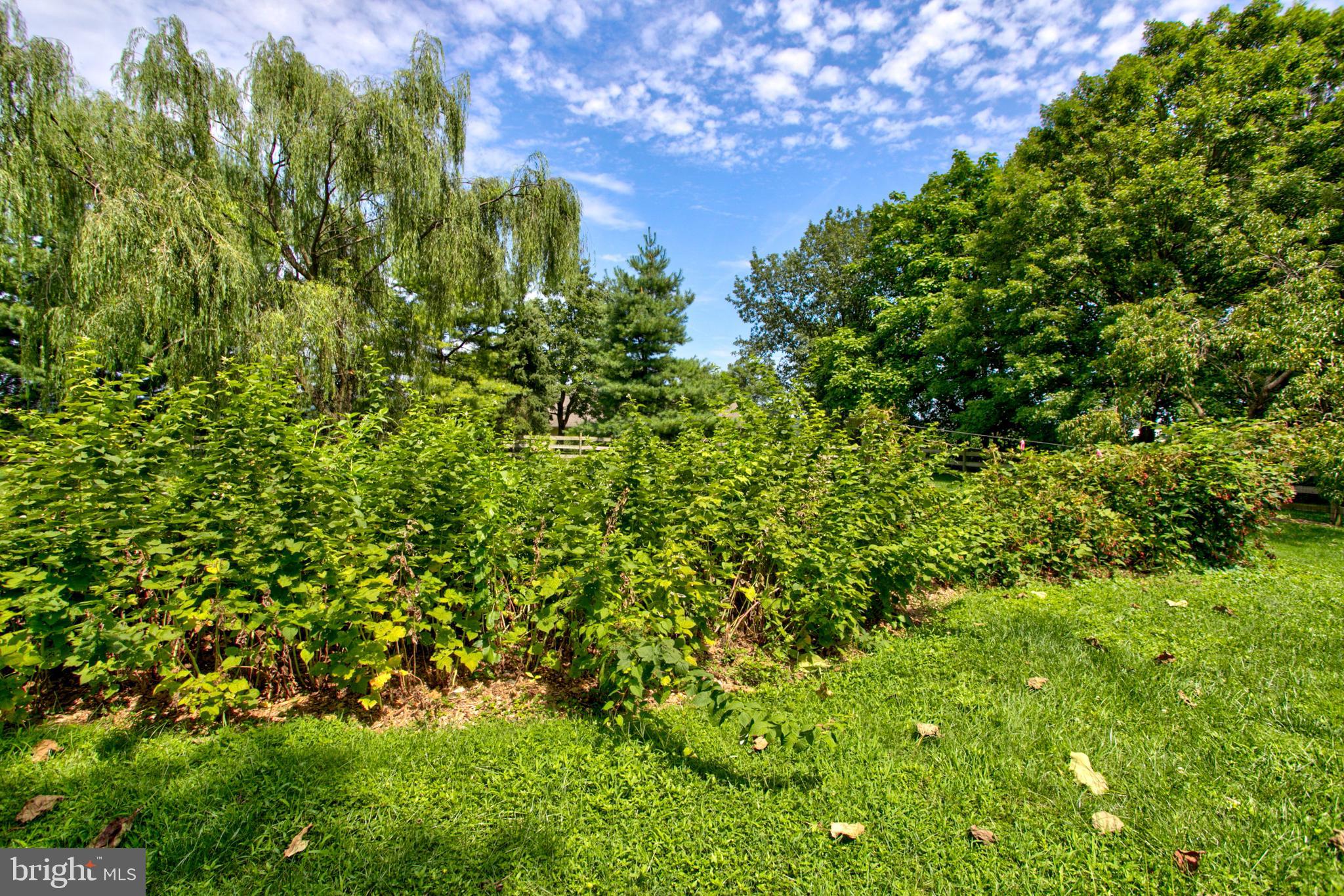 795 Prospect Road Manheim, PA 17545 - Photo 70 of 92 Landscape