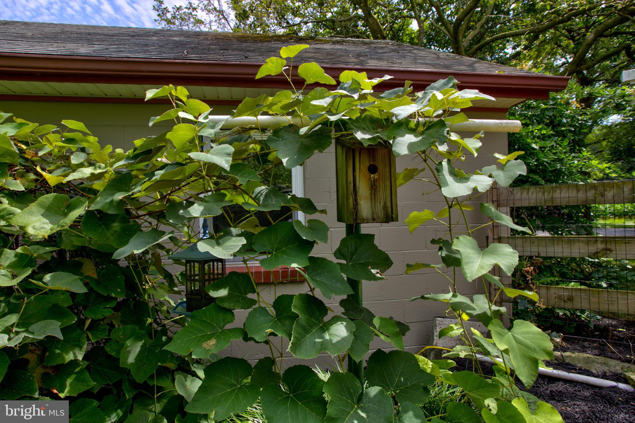 795 Prospect Road Manheim, PA 17545 - Photo 81 of 92 Vine