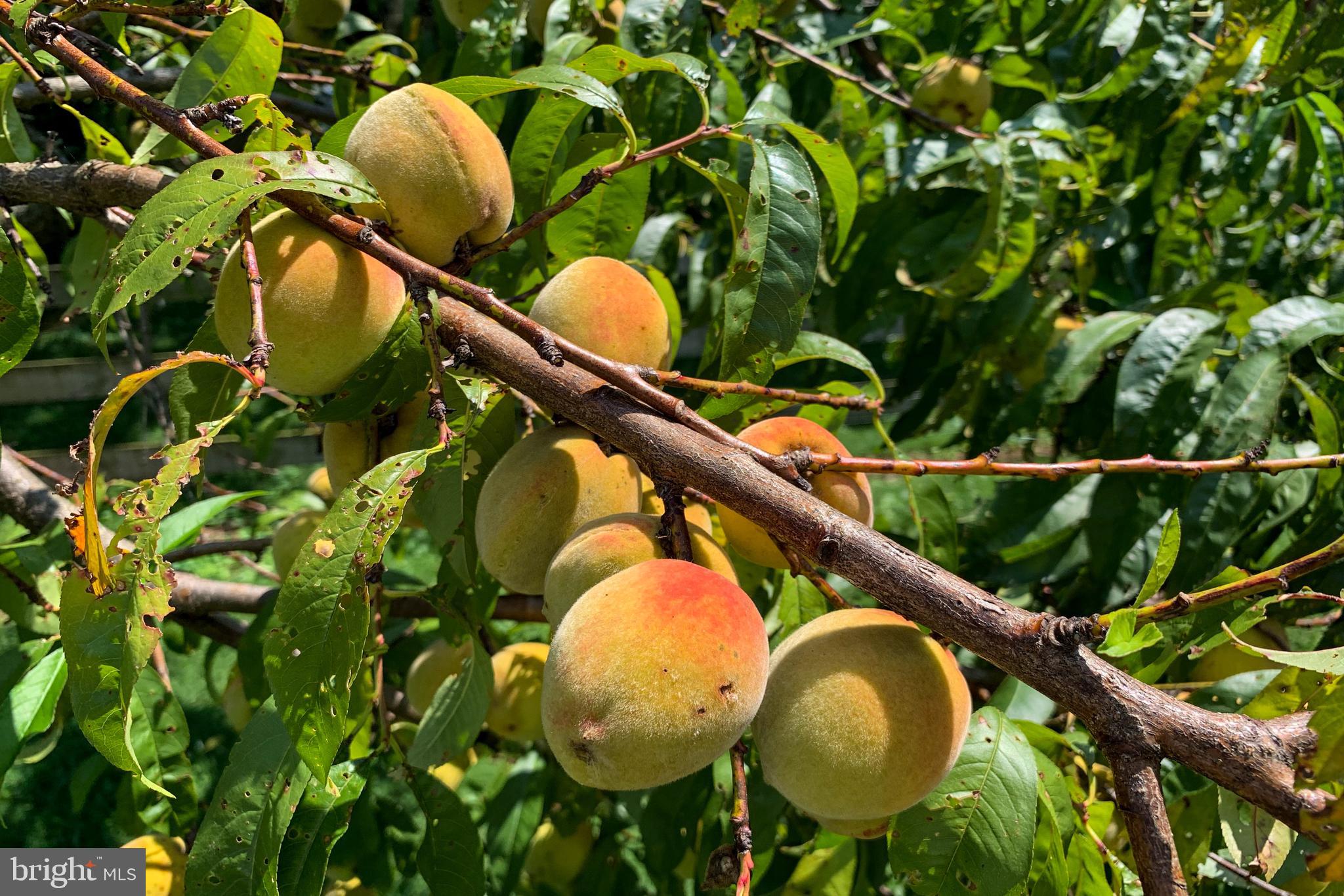 795 Prospect Road Manheim, PA 17545 - Photo 82 of 92 Fruit trees