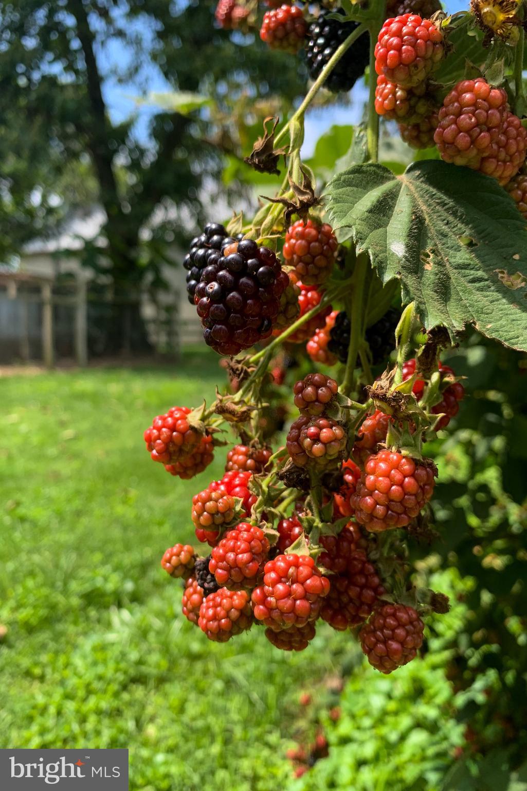 795 Prospect Road Manheim, PA 17545 - Photo 83 of 92 Berries