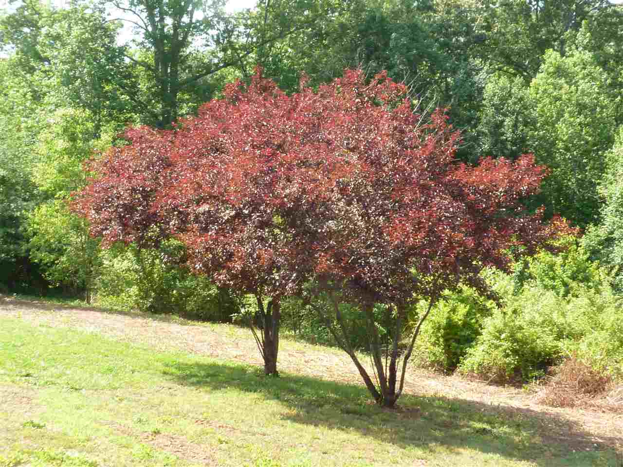 124 South 209 Landrum, SC 29356 - Photo 22 of 26 Gallery Image 22