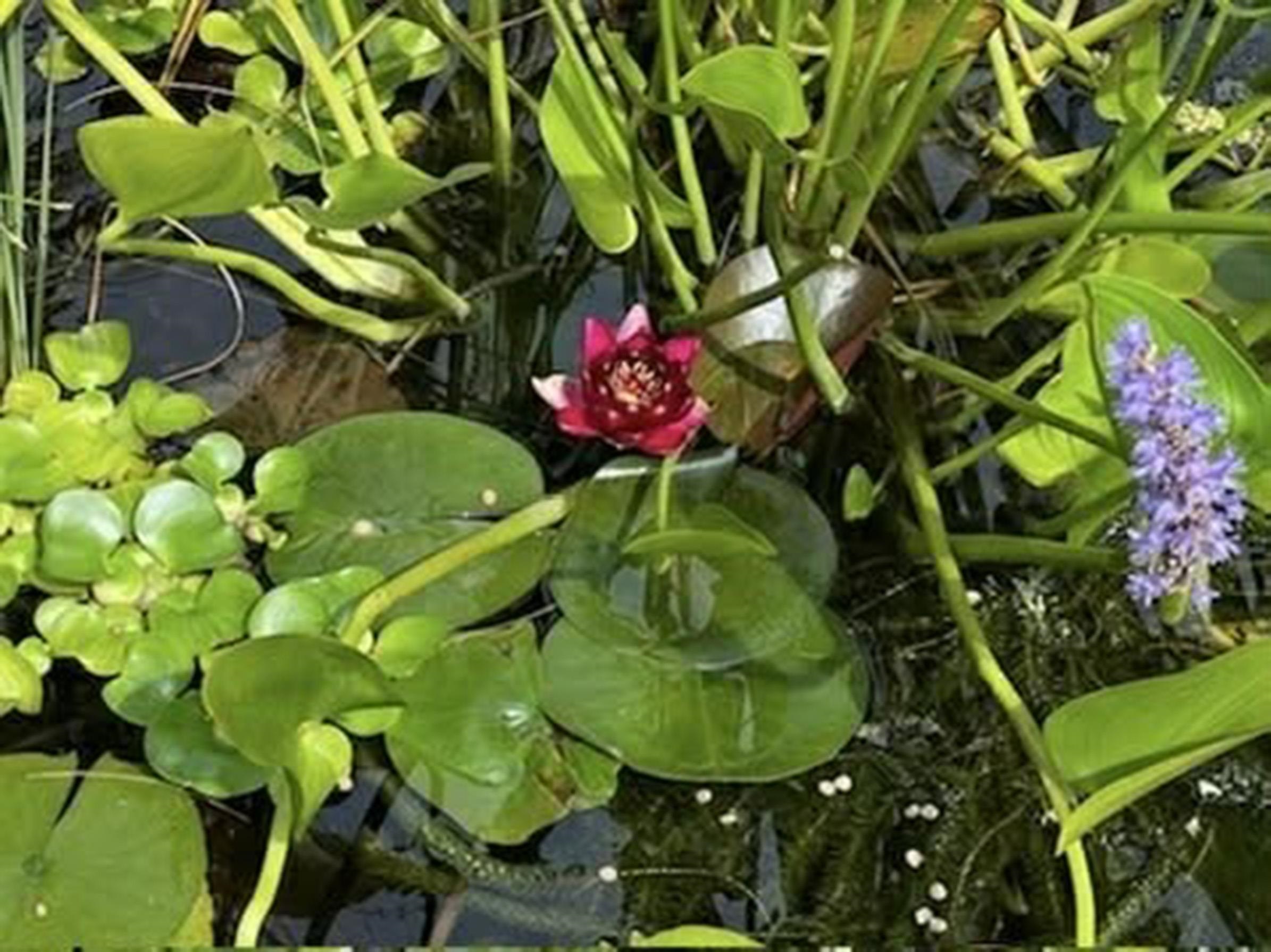 1198 Spaulding Street Staunton, VA 24401 - Photo 41 of 48