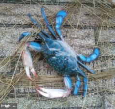 Stratford Circle Colonial Beach, VA 22443 - Photo 4 of 5 Fishing