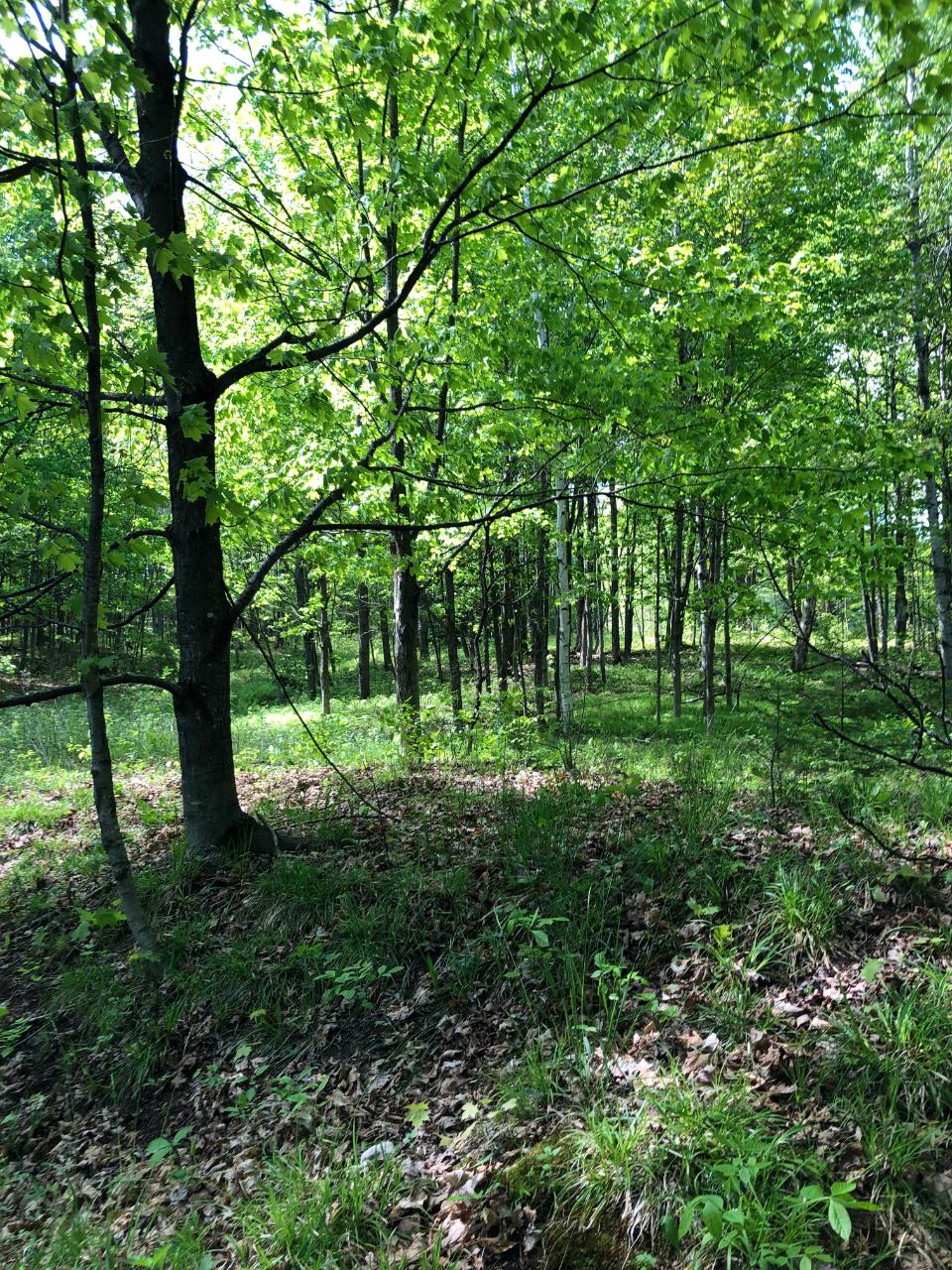 Lot 52 Crawford Lake Road Presque Isle, WI 54557 - Photo 12 of 14 Gallery Image 12