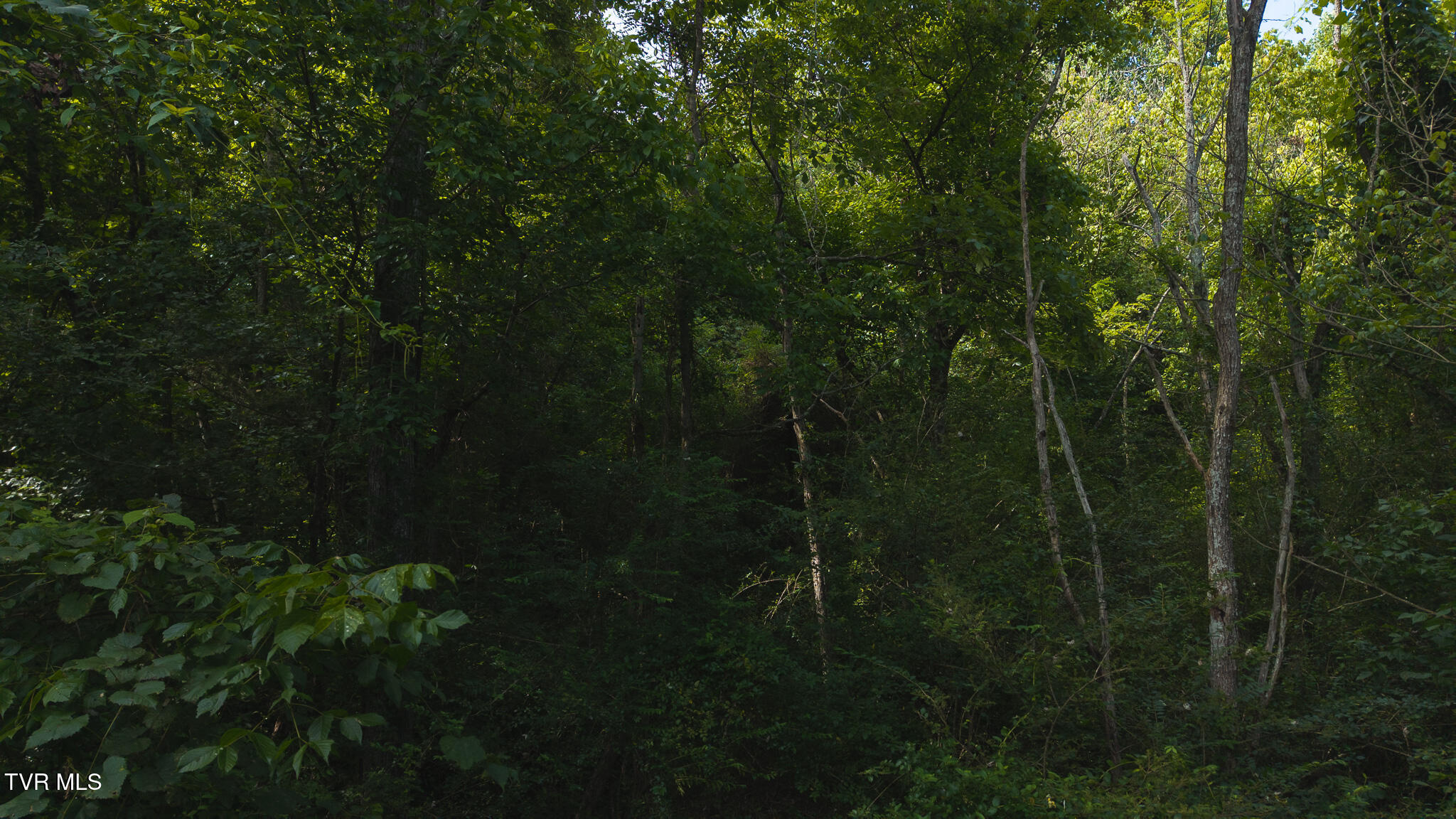 0 Gravely Valley Road Eidson, TN 37731 - Photo 26 of 36 DJI_20250716171807_0775_D
