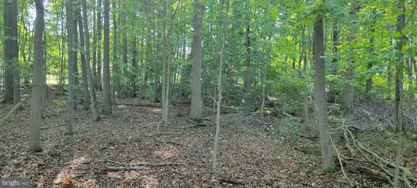 a view of a forest that has large trees