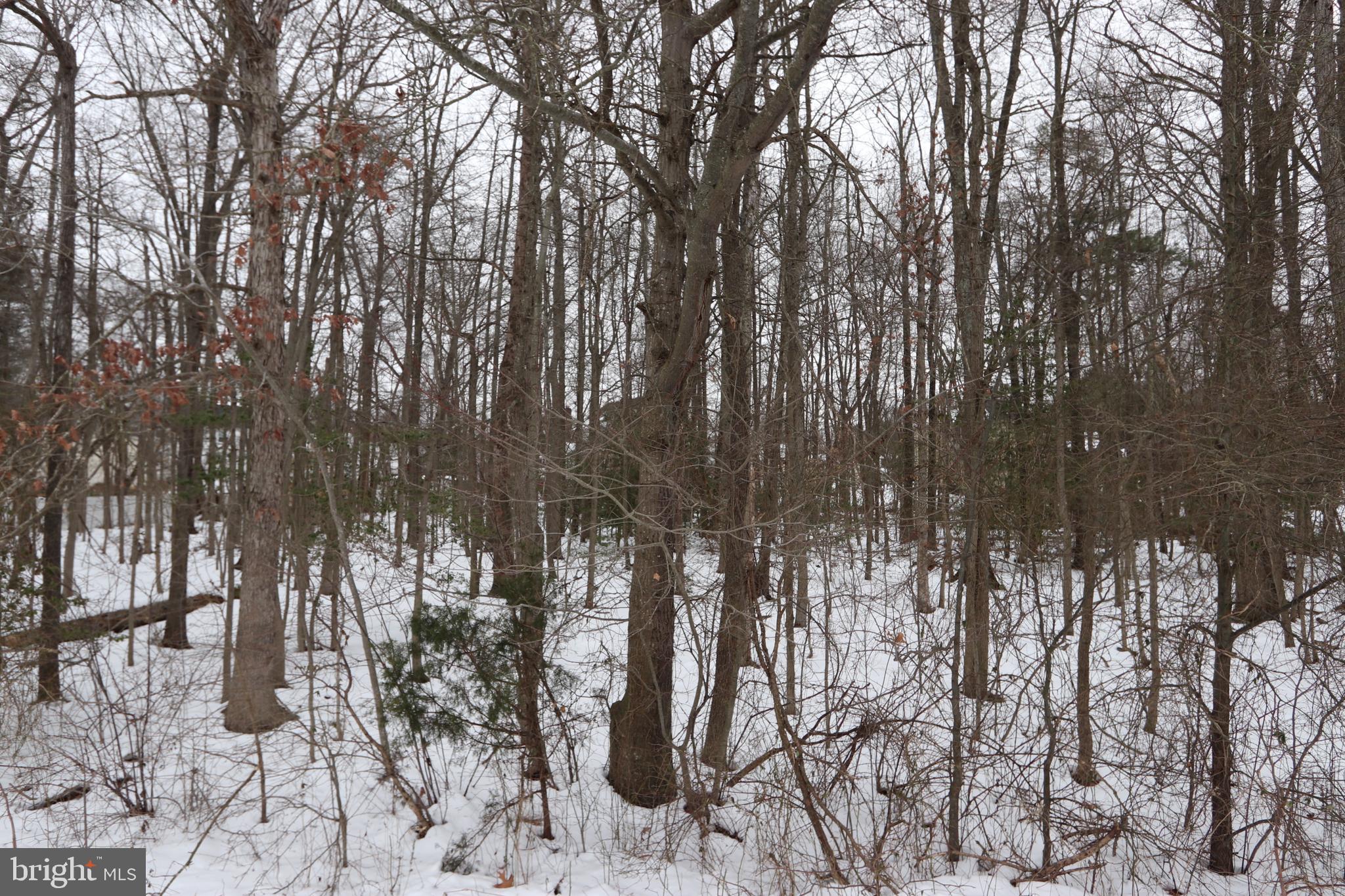 Beech Lane, Unit PARCEL 27 Accokeek, MD 20607 - Photo 10 of 10 a view of forest