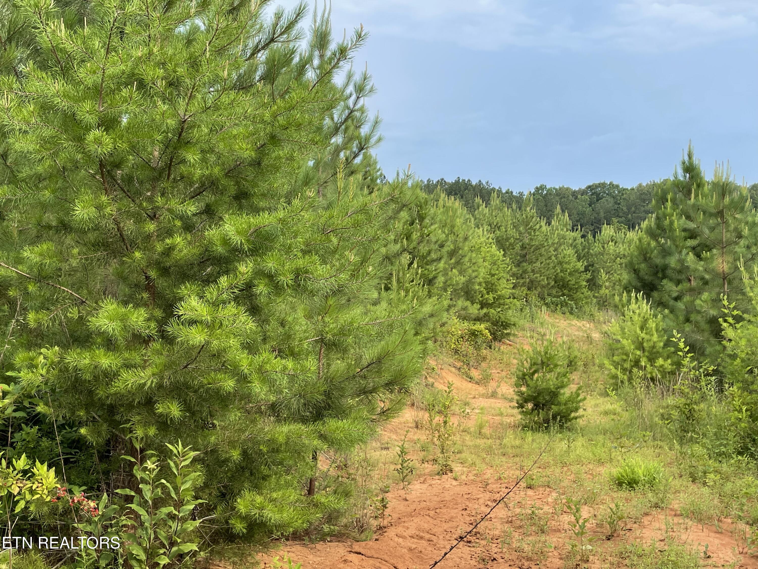 Millsaps Road Vonore, TN 37885 - Photo 12 of 18 IMG_1831