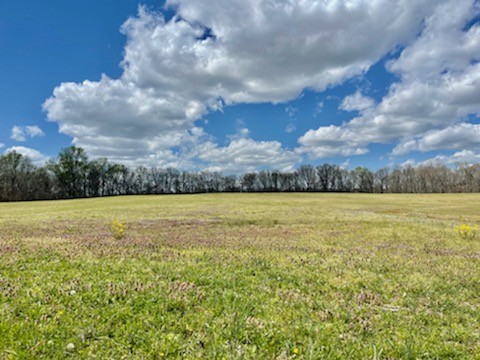 0 Holland Road Ardmore, TN 38449 - Photo 2 of 6 a view of a yard