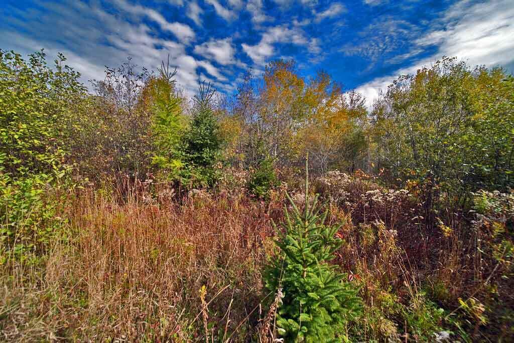 1961 Ludlow Road Ludlow, ME 04730 - Photo 9 of 33 abandoned-farm-land-me