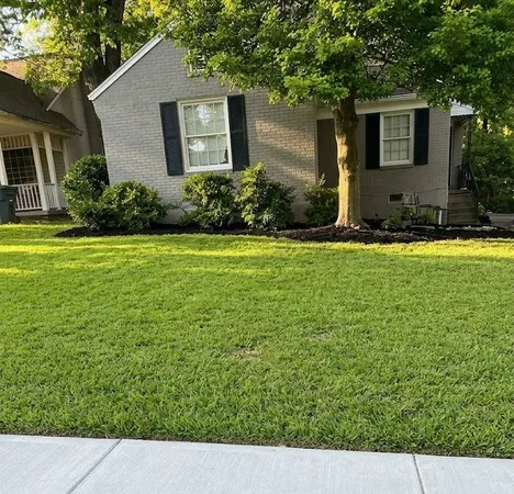 a backyard of a house with plants and large tree