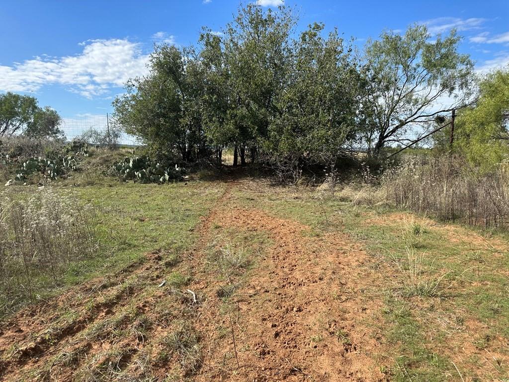5472 Fm-126 Merkel, TX 79536 - Photo 14 of 22 a view of a yard with trees