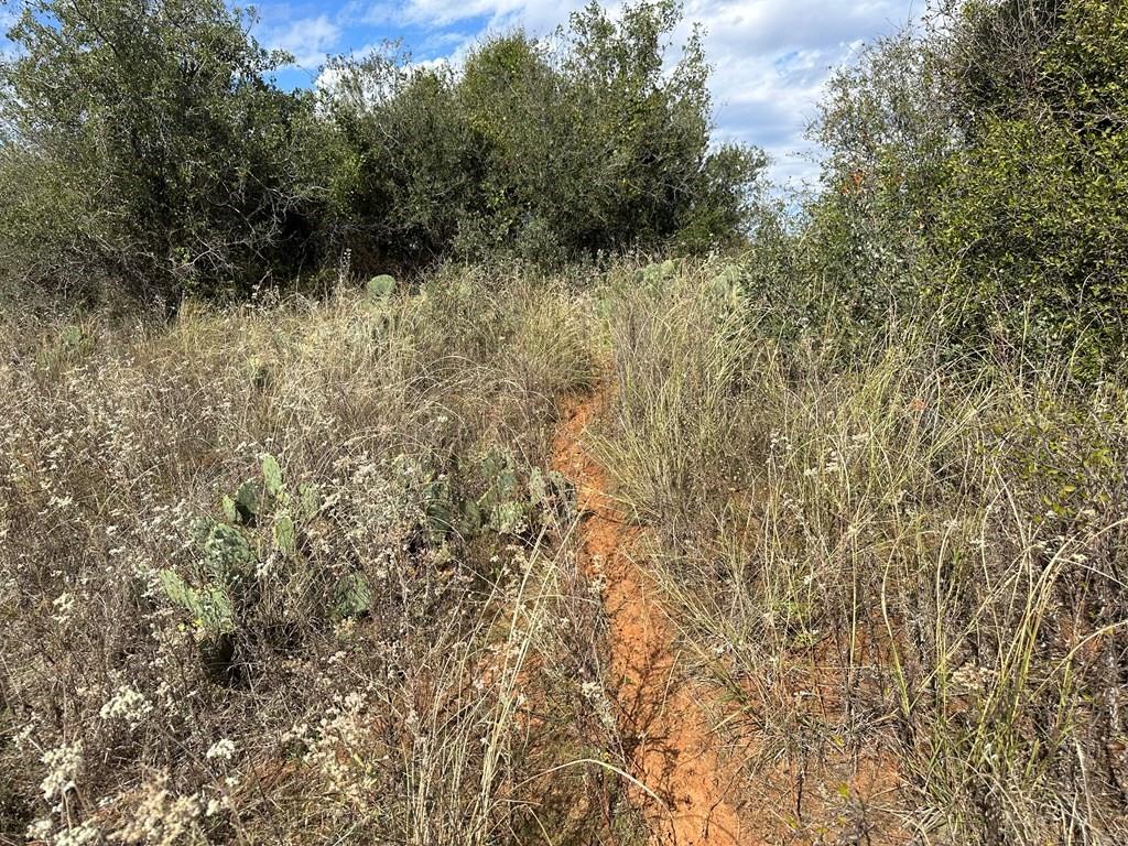 5472 Fm-126 Merkel, TX 79536 - Photo 18 of 22 a view of a forest with a tree