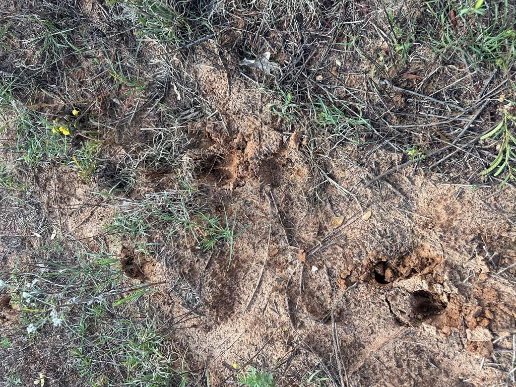 5472 Fm-126 Merkel, TX 79536 - Photo 21 of 22 a view of a yard with a tree