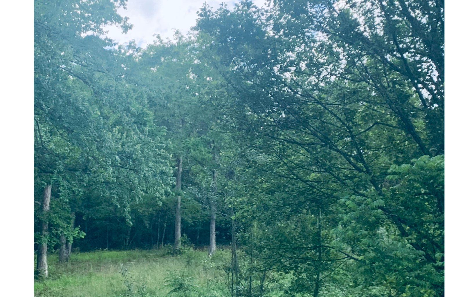 Forge Mill Road Mineral Bluff, GA 30559 - Photo 1 of 1 Main View