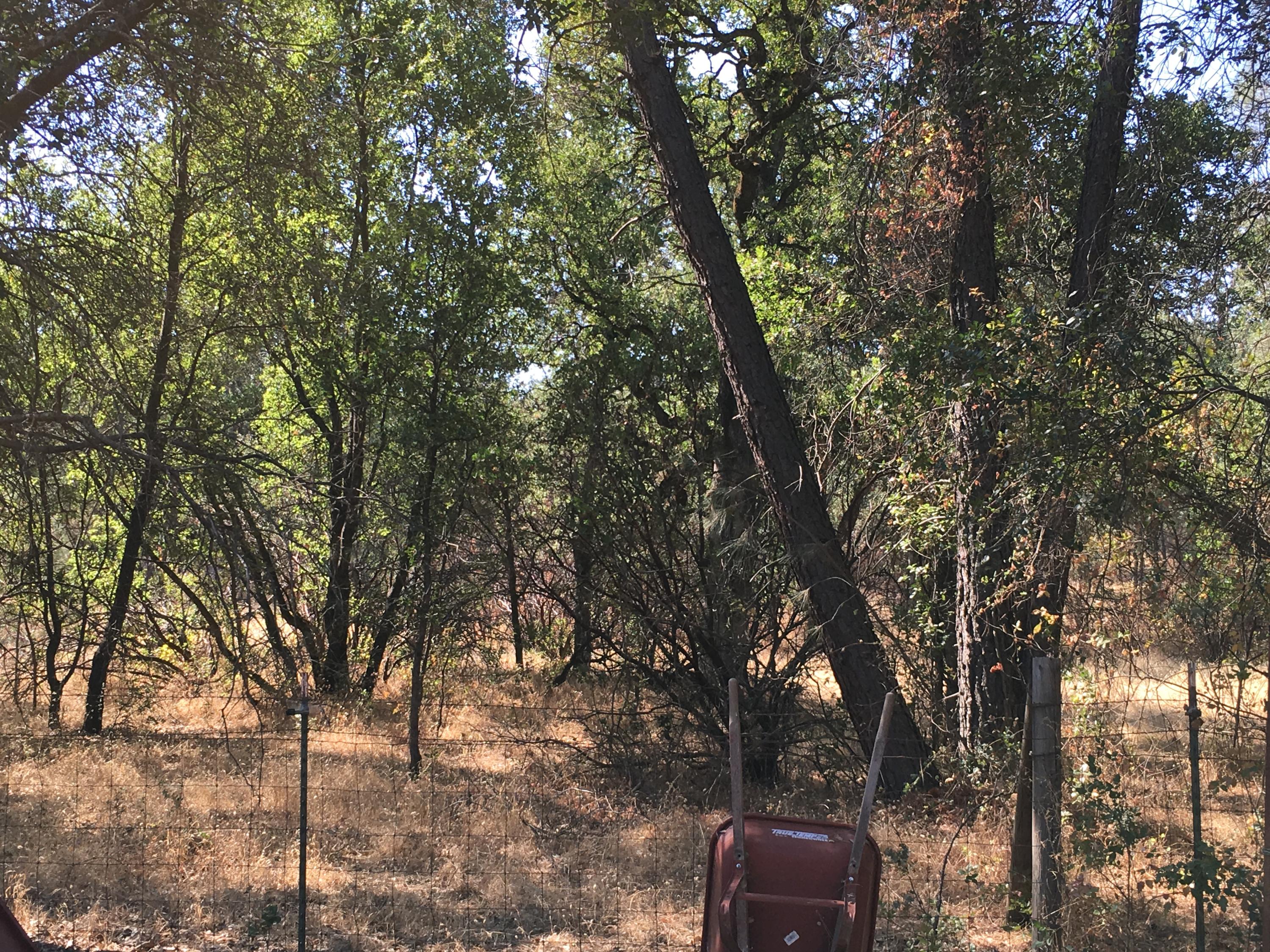 17215 Bowman Road Cottonwood, CA 96022 - Photo 29 of 30 View from back of property