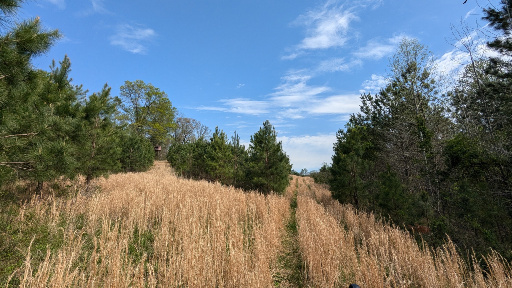 0 Meadows Road Portland, TN 37148 - Photo 20 of 30 a view of a yard with a tree