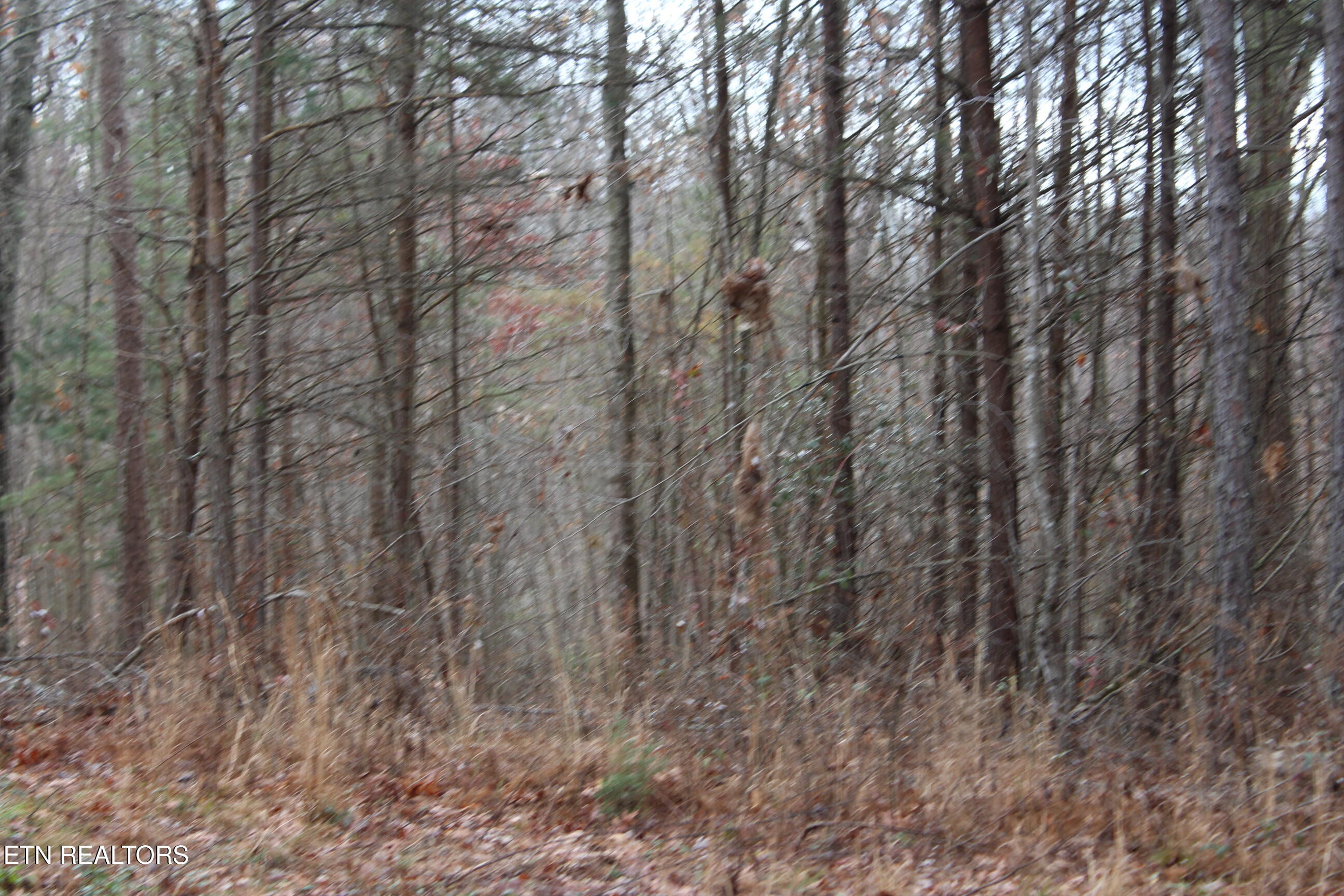 East Loomis Loop Road Jamestown, TN 38556 - Photo 4 of 4 IMG_6218