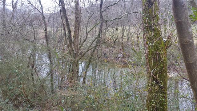290 Cottage Home Road Liberty, TN 37095 - Photo 13 of 15 a yard with tall trees
