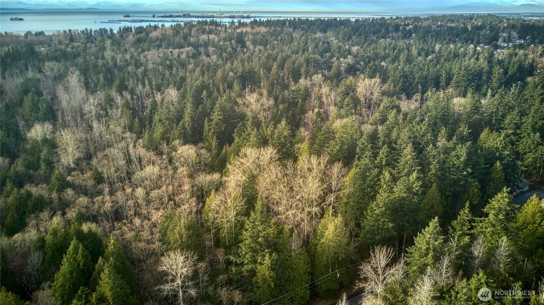 0 Tyee Drive Point Roberts, WA 98281 - Photo 13 of 19 a view of a forest with a yard and large trees