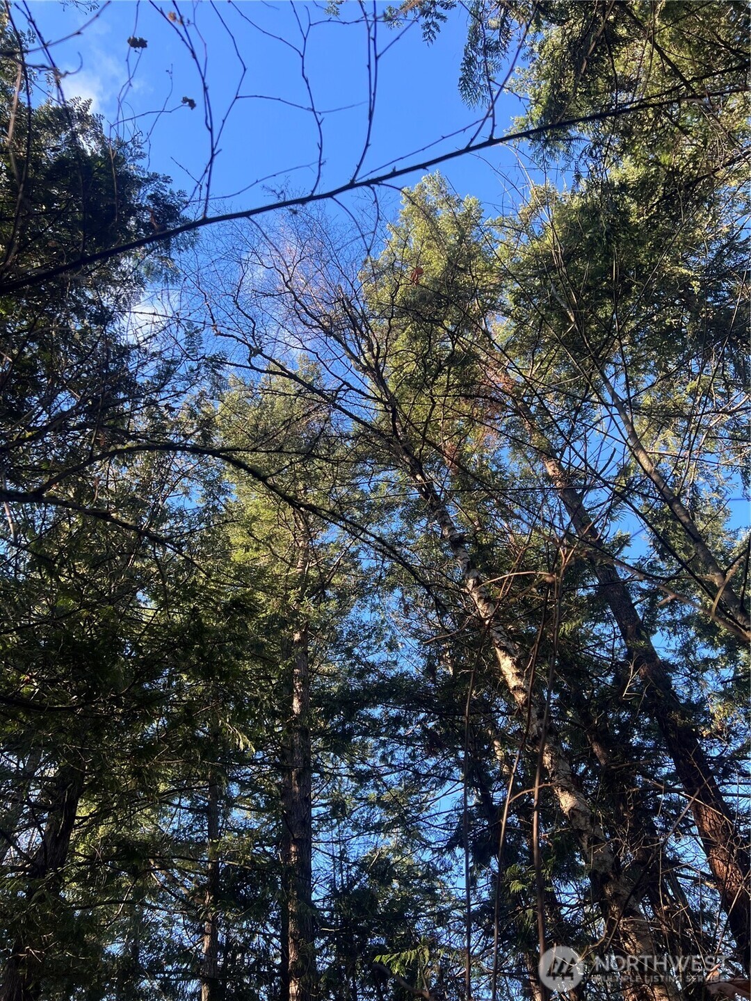 0 Tyee Drive Point Roberts, WA 98281 - Photo 15 of 19 a view of a tree