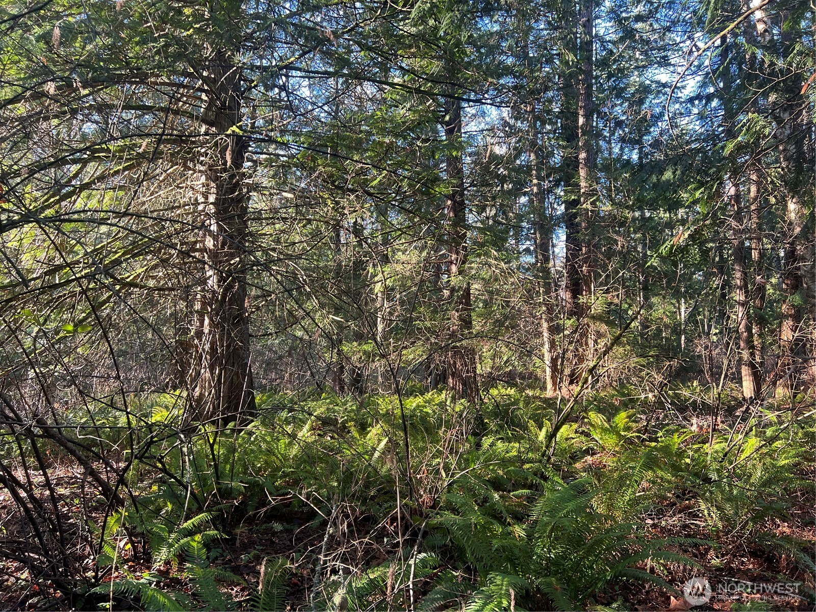 0 Tyee Drive Point Roberts, WA 98281 - Photo 16 of 19 a view of a yard with a tree