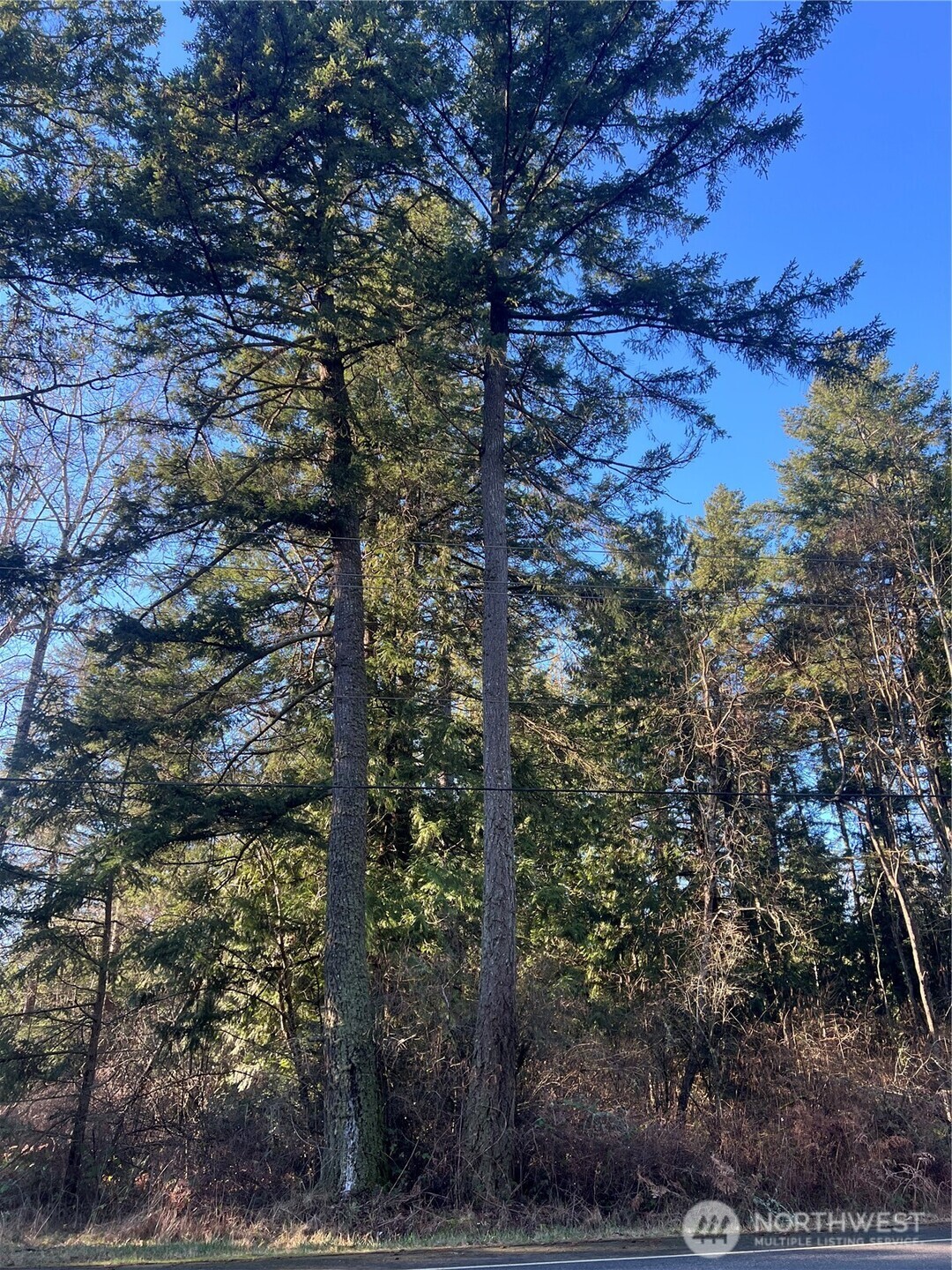 0 Tyee Drive Point Roberts, WA 98281 - Photo 19 of 19 a view of a forest