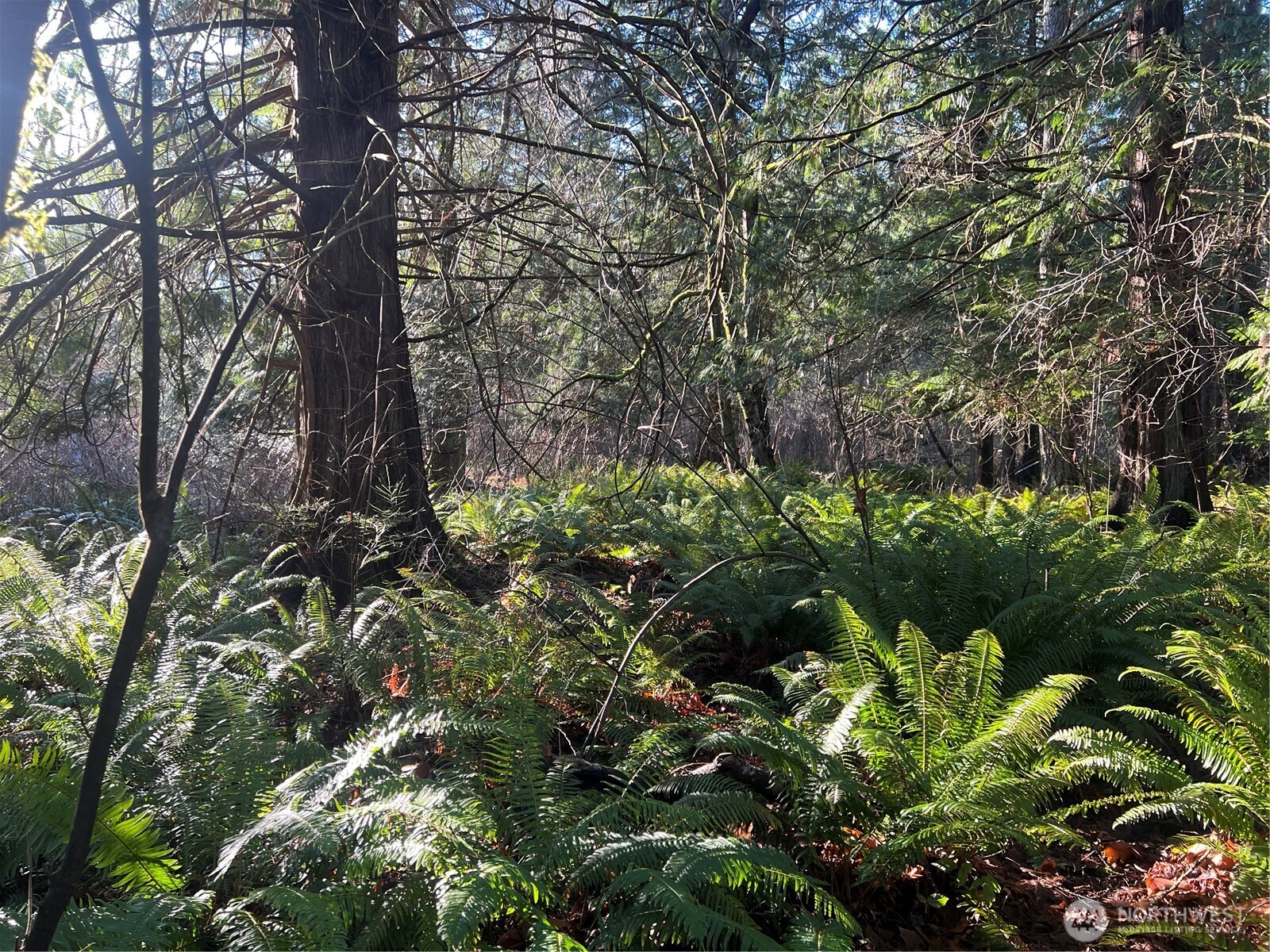 0 Tyee Drive Point Roberts, WA 98281 - Photo 2 of 19 a plant that is in a garden