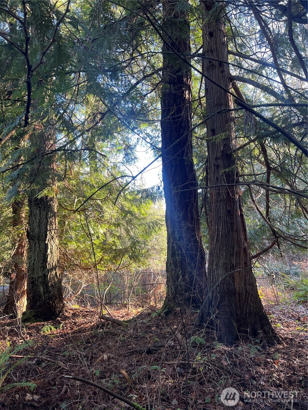 0 Tyee Drive Point Roberts, WA 98281 - Photo 5 of 19 a backyard of a house with lots of green space