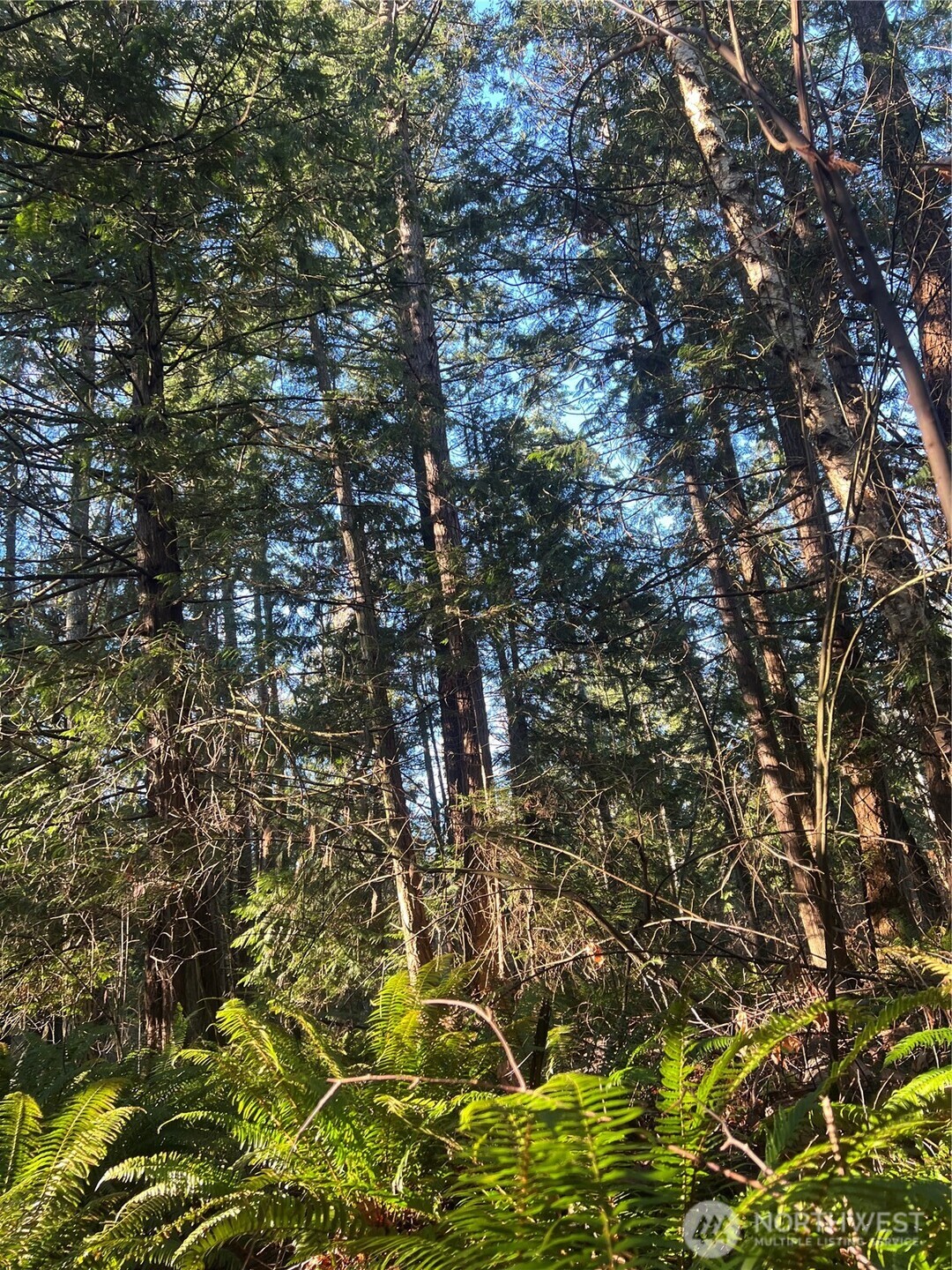 0 Tyee Drive Point Roberts, WA 98281 - Photo 9 of 19 a view of under tree