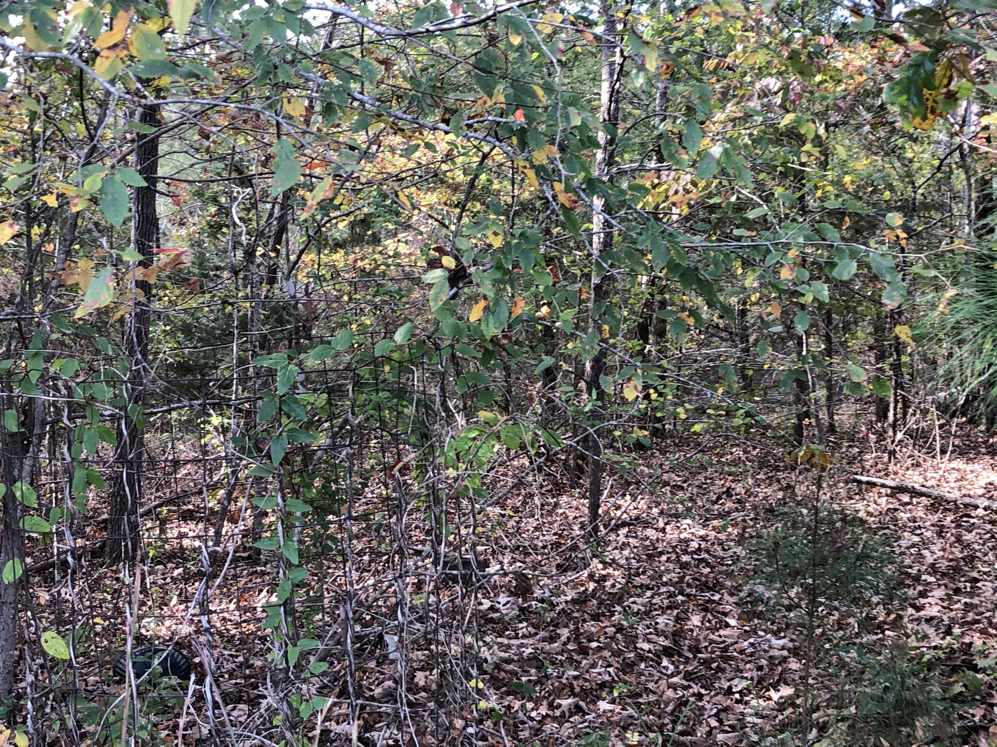 0 Howell Road Parsons, TN 38363 - Photo 12 of 18 Gallery Image 12
