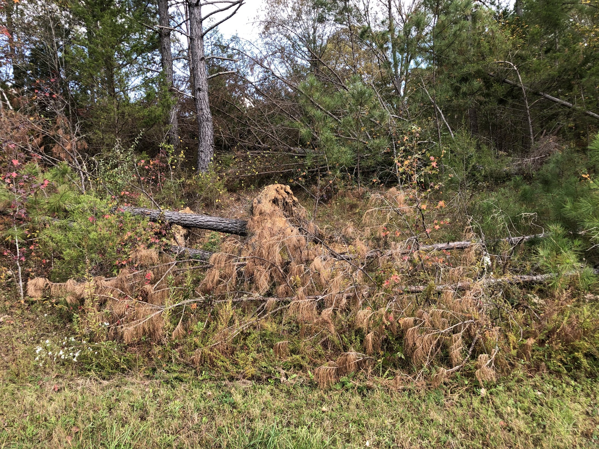 0 Howell Road Parsons, TN 38363 - Photo 17 of 18 Gallery Image 17