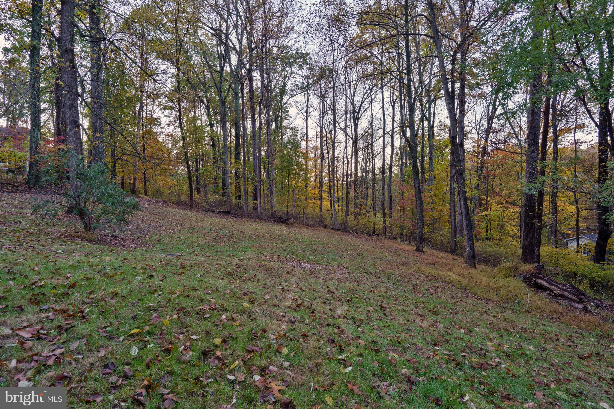 369 Wild Hare Road Harpers Ferry, WV 25425 - Photo 8 of 29 a view of a yard with trees in front of it