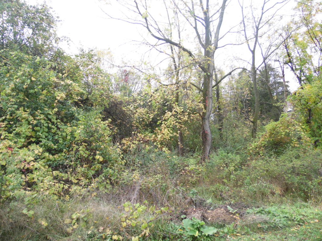 Jackson Road property