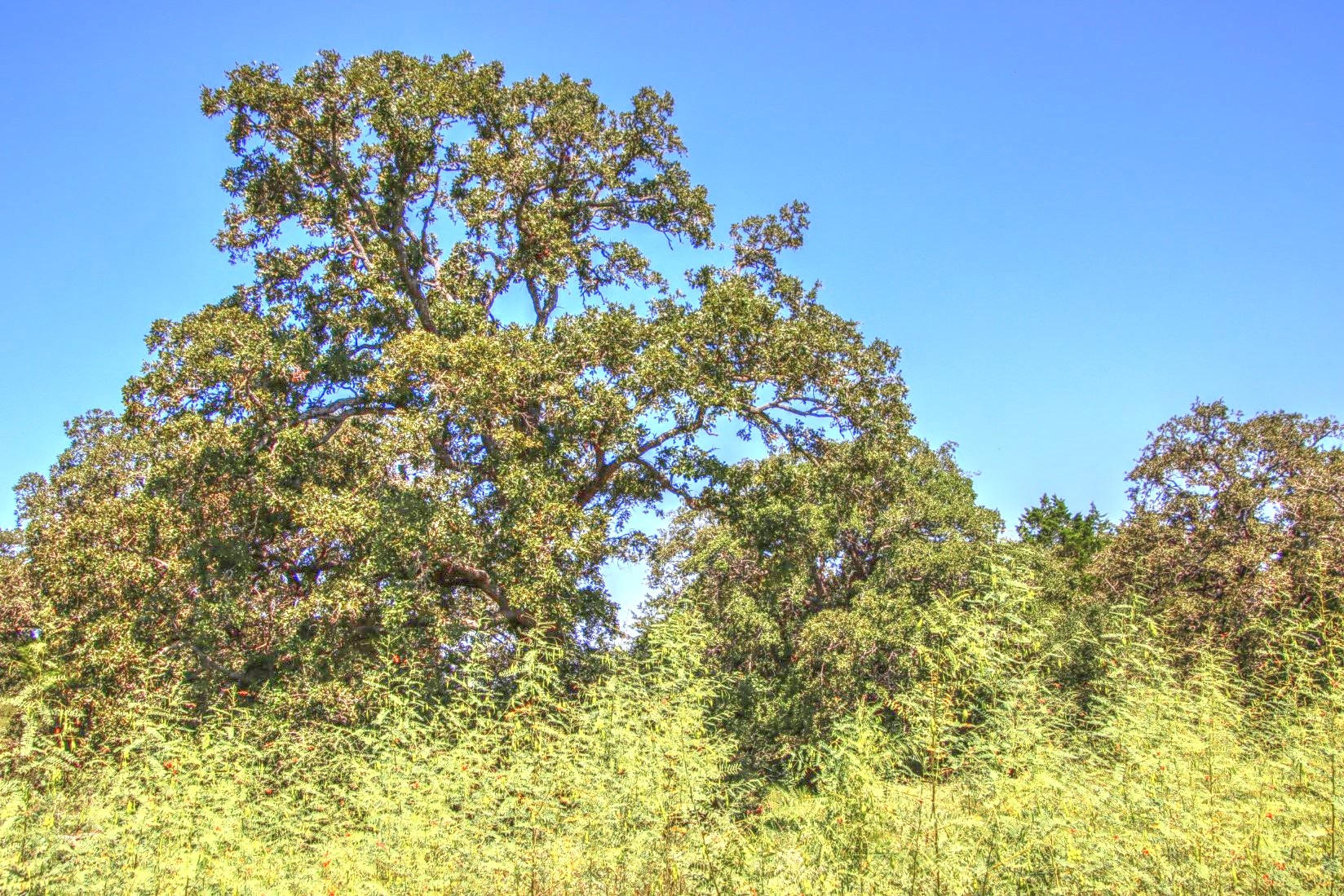 0 Hellinger Road Flatonia, TX 78941 - Photo 2 of 8 a close up of a tree